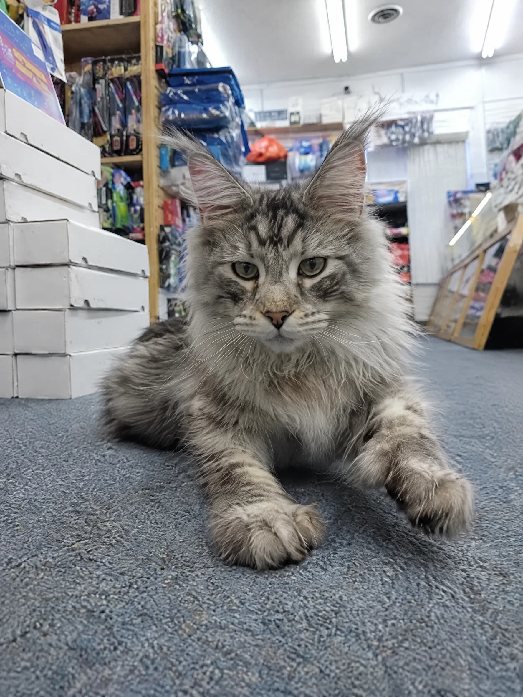 BobToo, the shop’s big grey Maine Coon, lounging on a glass case of cards.